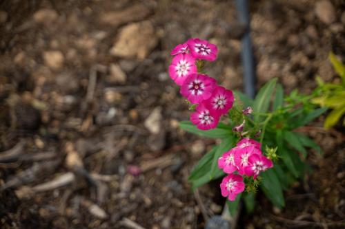 a group of pink flowers in the dirt at Neot Semadar Eco Lodge in Naẖal Ya‘alon