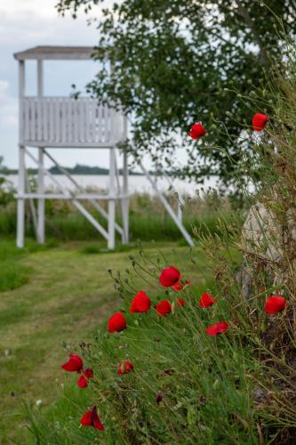 a bunch of red flowers next to a white bench at Carska oaza in Lukino Selo