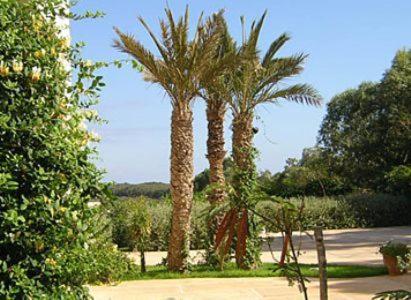 Un jardín fuera de Dar Al Manar