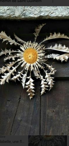 une fleur séchée au-dessus d'une table en bois dans l'établissement La Cardabelle, à La Celle-sous-Gouzon