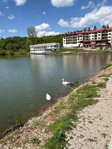 two swans swimming in a lake with buildings in the background at Узунови Апартамент Трявна леик in Tryavna