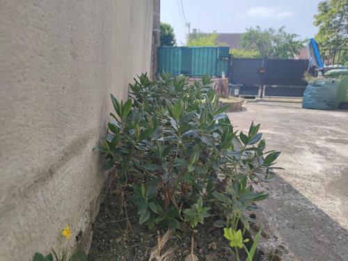 une petite plante verte dans le coin d'un bâtiment dans l'établissement Cozy house between Disney and Paris, à Courtry