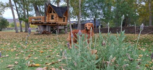 a brown dog standing in front of a bird house at Cabañas Posada del Angel in Valle Grande