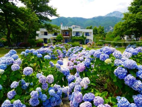 a bunch of purple flowers in a garden at Archondissa Beach Aparthotel in Therma