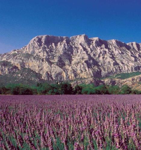 a field of purple flowers in front of a mountain at ZEcamping 3 étoiles toboggans piscine locatif 25m2 5 pers in Peynier