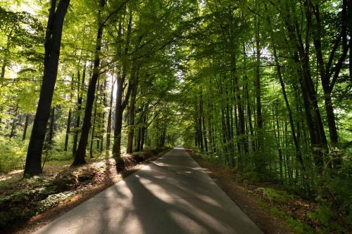 a road through a forest with trees on either side at Trei Lumi in Deleni