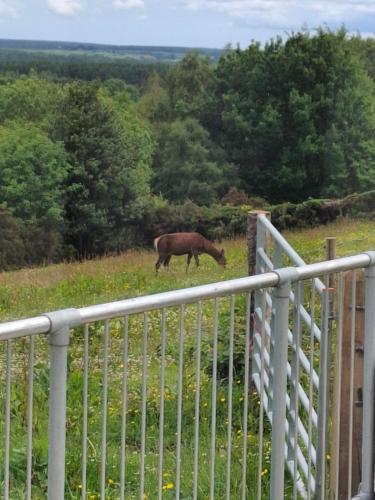 Dyr i feriehuset eller i nærheden