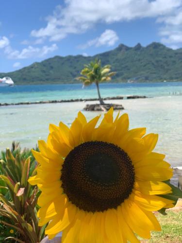 a yellow sunflower sitting in front of a beach at Maroe Bay Lodge in HUH