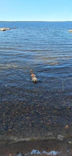 a duck swimming in a body of water at Boende Sannerud Tived in Tived