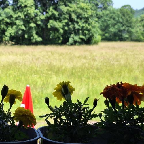 two pots with flowers in a field of grass at Mountain guest house in Ségus
