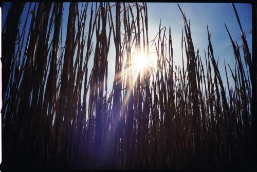 a view of the sun through some tall grass at Savoy in Althofen