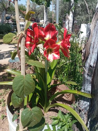 a red flower in a pot in a garden at BELLA-CAZA in Mákri