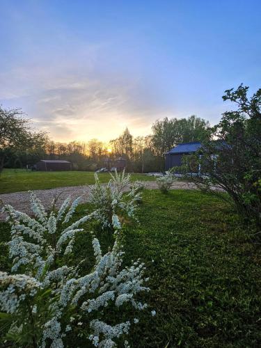 a field with white flowers in the grass at Vila Skodupė 