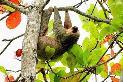 a sloth hanging from the top of a tree at Villas manuel antonio in Quepos