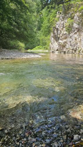 a river with rocks in the water and trees at Apartmani Doksas Degurić in Belić