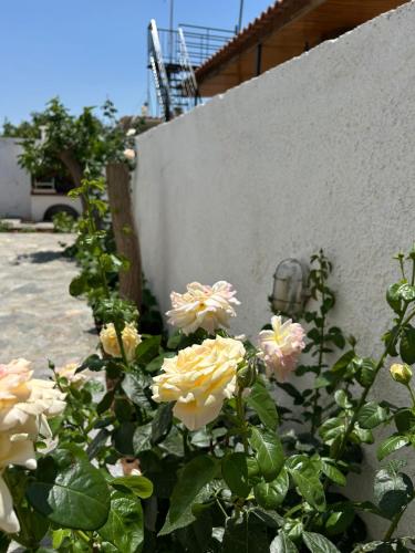 Φωτογραφία από το άλμπουμ του Vasilika House στη Σαλαμίνα