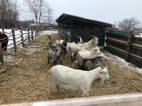 a herd of goats standing in a pen at Kőlépcsős Vendégház in Nyúl