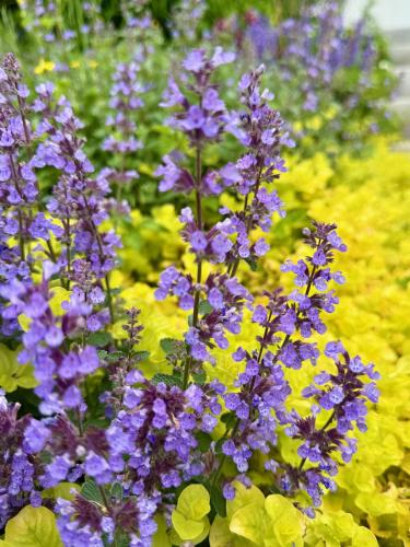 a bunch of purple flowers in a field of yellow flowers at Hudson House in Newburgh