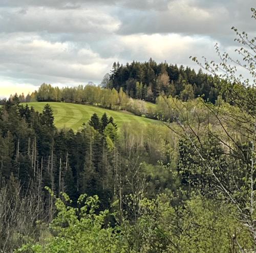 a green hill with trees in a field at Chalupa u Golisov in Zákopčie