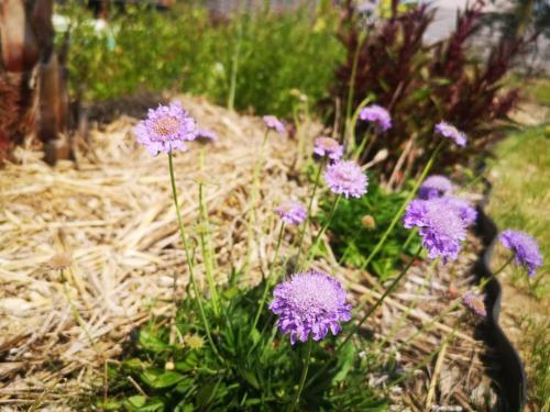 - un bouquet de fleurs violettes dans un jardin dans l'établissement un air de vacances, à Longué