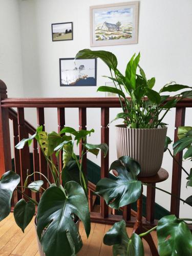 a bunch of plants sitting on a wooden railing at La Maison au toit vert in Espalion