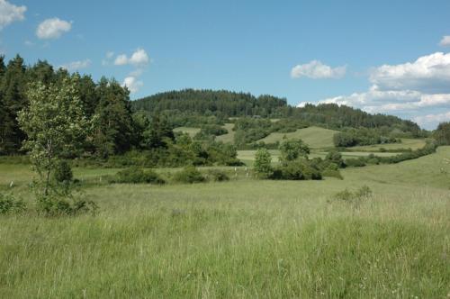 a field of grass with trees in the distance at Penzion U Zámeckého parku in Žihobce