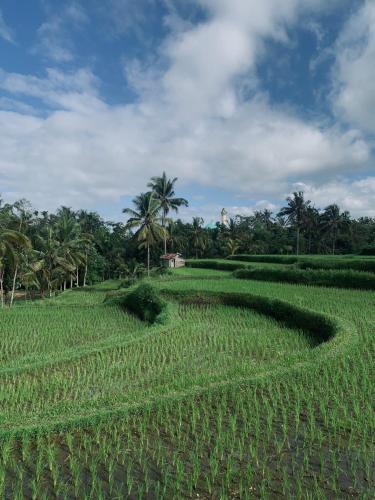 a large green field with palm trees in the background at Farmer homestay in Tetebatu