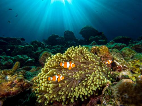 an underwater picture of a coral reef at Pimalai Resort & Spa in Ko Lanta
