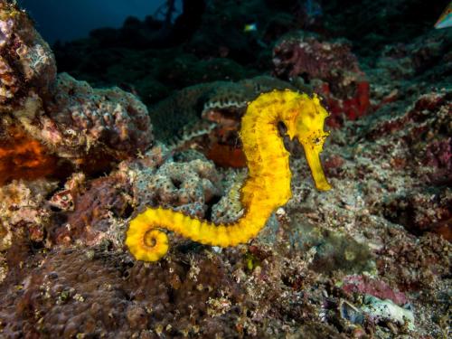 a yellow seahorse on a coral reef at Pimalai Resort & Spa in Ko Lanta