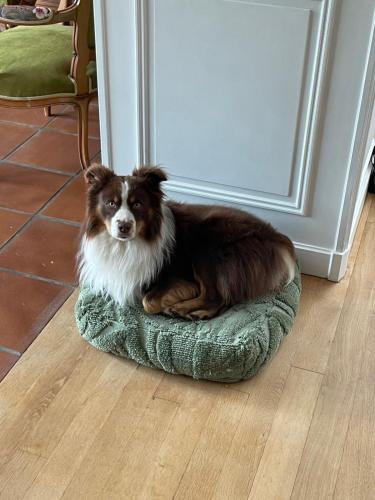 a dog sitting on a dog bed in front of a door at La Maison au toit vert in Espalion
