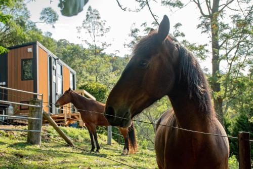 two horses standing in a field next to a fence at Guanaba Farm by Tiny Away in Eagle Heights