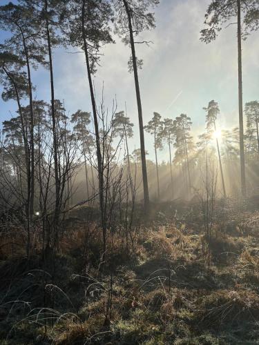a misty forest with trees and the sun in the background at Lütt Heidjer Hus 5 Sterne DTV in Buchholz in der Nordheide
