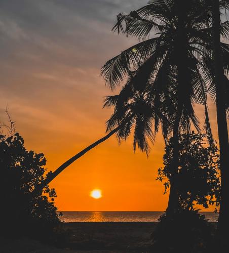 a sunset on the beach with a palm tree at Shadow Isles Himandhoo in Himandhoo 