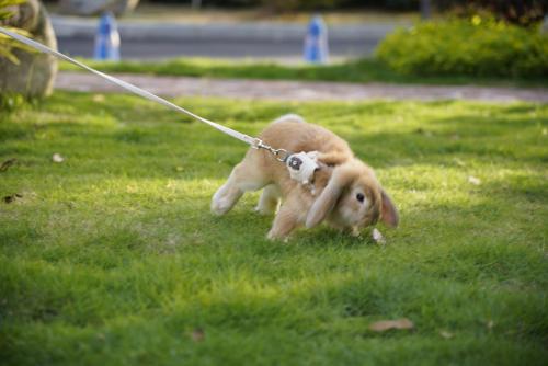 a dog on a leash walking in the grass at Yongchun Laimeng Garden Hotel in Yung-ch'un-hsien