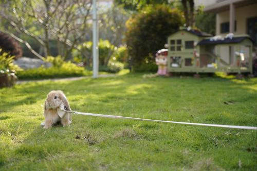 a small rabbit on a leash on a lawn at Yongchun Laimeng Garden Hotel in Yung-ch'un-hsien