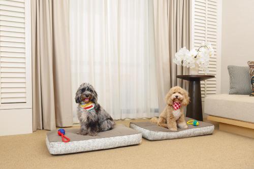 two dogs sitting on pet beds in a living room at Conrad Singapore Orchard in Singapore