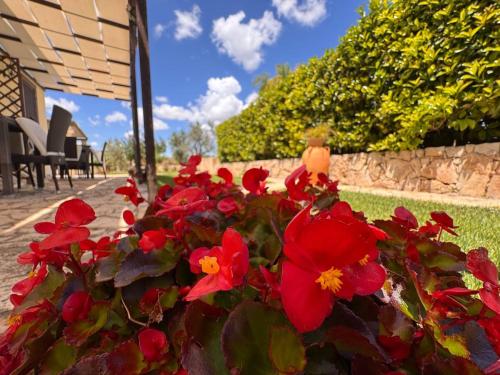 a bush of red flowers in a yard at Villa B&B Antiche Macine del Salento - nel cuore del Salento in Salve