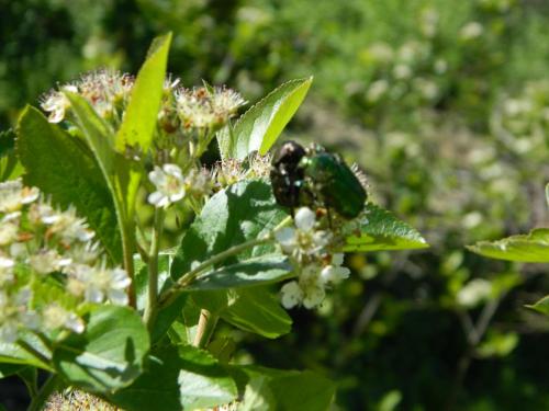 a bee is sitting on a plant with white flowers at Twins V.V.T Hostel in Orešani