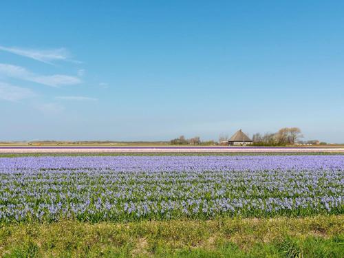 a field of purple flowers with a barn in the background at Villa in Julianadorp near Sandy Beach in Julianadorp