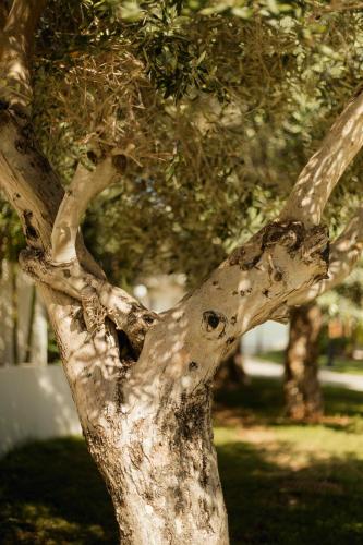 a close up of the trunk of a tree at Melissi Beach Hotel & Spa in Ayia Napa