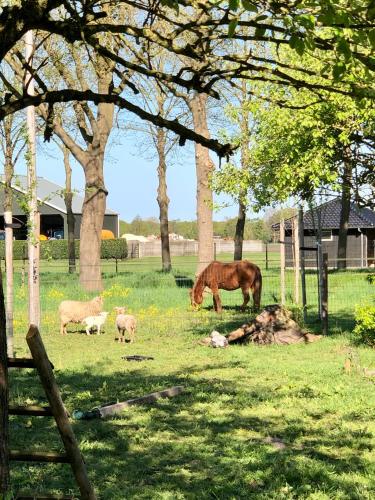 a horse and sheep grazing in a field with trees at Slapen bij de Brug in Zuidveld