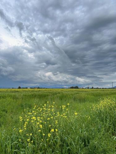 a field of yellow flowers in a field of grass at Agriturismo Fattoria Alessandrini in Principina Terra