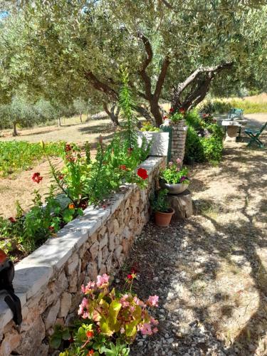 Holiday home Ivan Bol photo 3