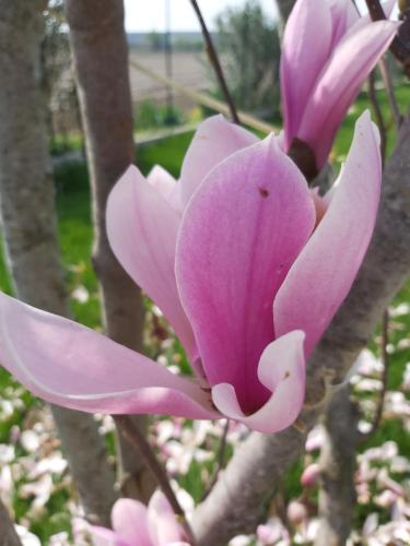 a close up of a pink flower on a tree at Cascina Olmetto di Sotto in Ghedi