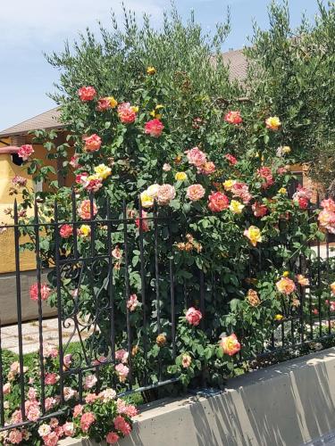 a bunch of flowers on a fence at Cascina Olmetto di Sotto in Ghedi