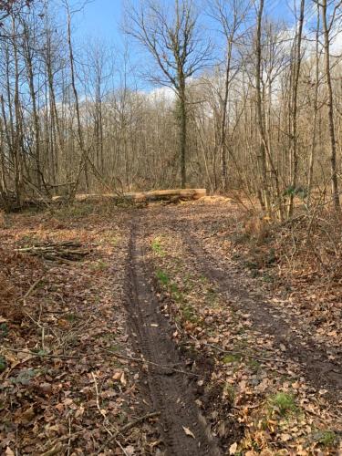 un chemin de terre au milieu des bois dans l'établissement Gîte des Eperviers, à Étival