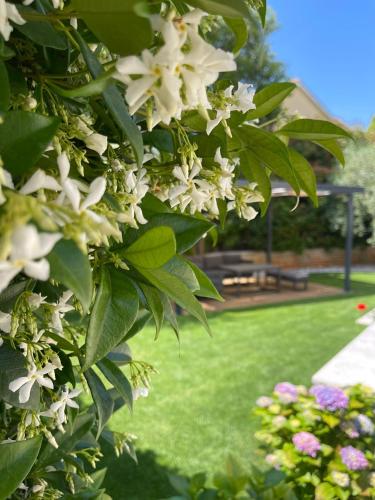 a tree with white flowers in a park at Apartmani Žužić in Poreč