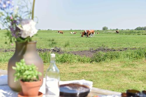 a table with a bottle and a field with cows at Smûk Fjildhuske in Echtenerbrug