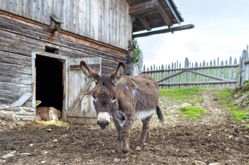 a donkey standing in front of a barn at Almhütte Laffaa in Rodengo