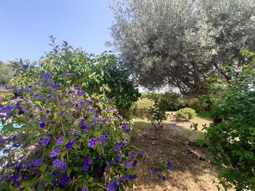 un jardin avec des fleurs violettes et un arbre dans l'établissement Villa Marie, à Draguignan